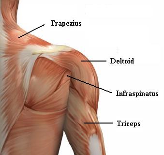 nhom-co-tap-gym Các nhóm cơ bắp tập gym